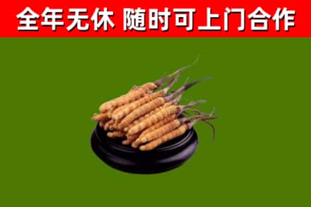 茌平烟酒回收冬虫夏草.jpg
